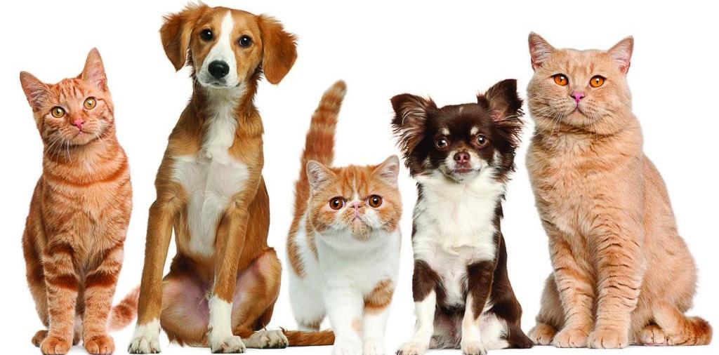 Доска объявлений о животных | ЗооТом - продажа, вязка и услуги для животных в Можге
