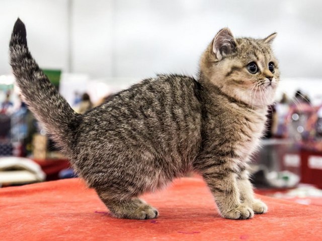 Породы кошек в Можге | ЗооТом портал о животных
