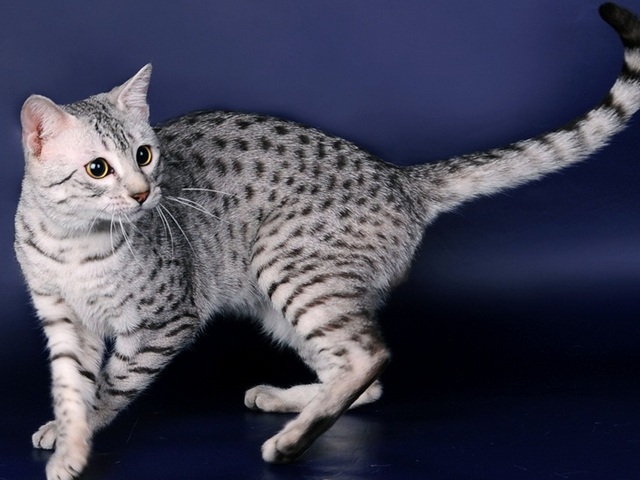 Породы кошек в Можге | ЗооТом портал о животных