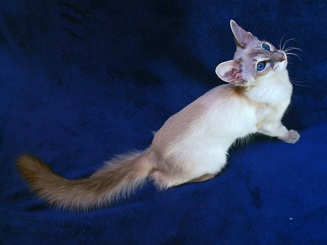 Выведенные породы кошек в Можге | ЗооТом портал о животных
