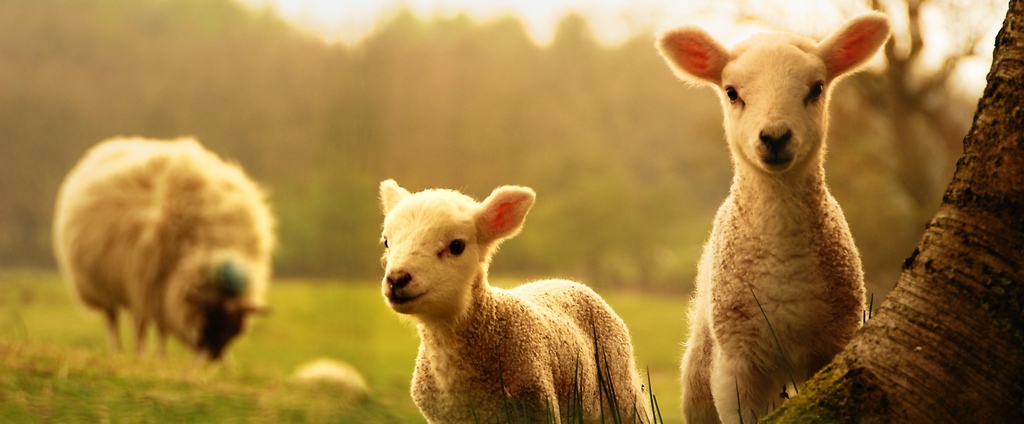 Объявления о сельскохозяйственных животных | ЗооТом - продажа, вязка и услуги для животных в Можге