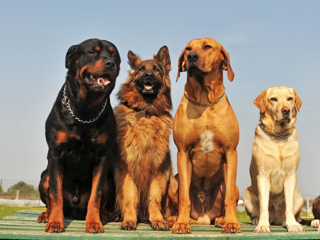 Крупные породы собак в Можге | ЗооТом портал о животных